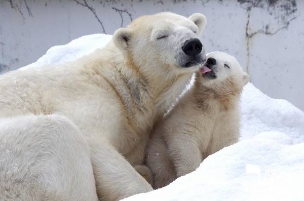 Торжественная передача нового обитателя Ленинградского зоопарка состоится 6 декабря в рамках Дней Якутии в Санкт-Петербурге