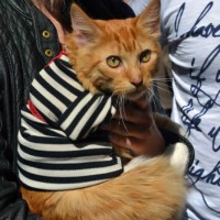 Всемирный День петербургских котов и кошек отметили на Конногвардейском бульваре